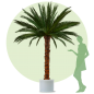 Preview: Palme Areca 3,0m